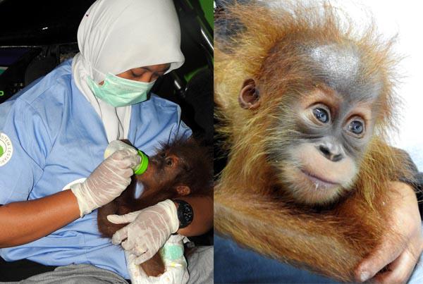 Bayi Orangutan Asal Aceh Direhabilitasi di Sibolangit