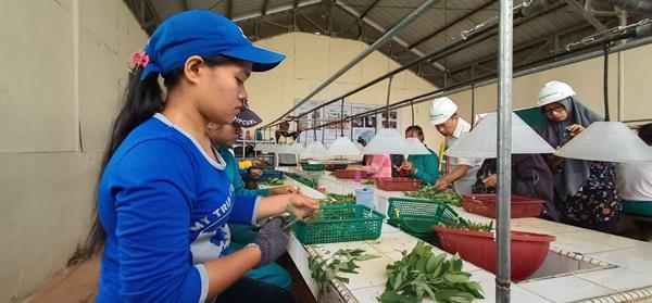 TPL Targetkan Pembibitan 2,8 Juta Eucalyptus