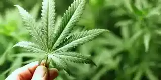 Kementan Resmikan Ganja Sebagai Tanaman Obat Binaan