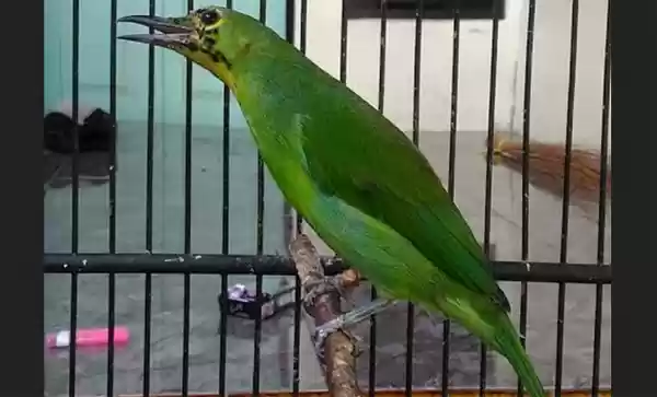 Terekam CCTV, Driver Ojol dan Penumpangnya Curi Burung Kontes