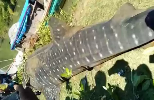 Nelayan Jaring Ikan Hiu Paus di perairan Aceh Utara