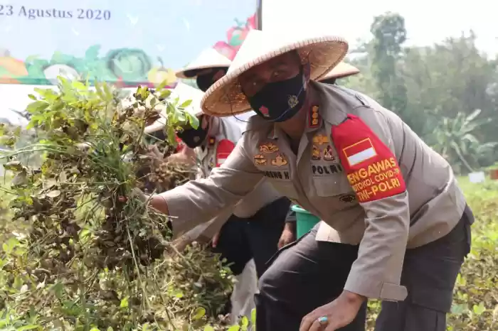 Polres Metro Tangerang Kota Panen Pangan Sayur Mayur