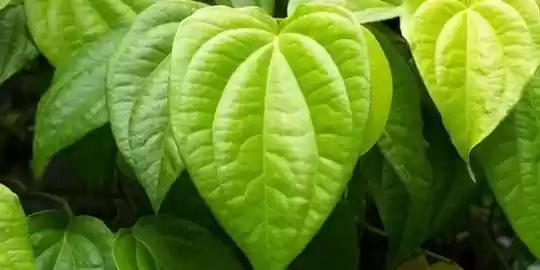 Khasiat Daun Sirih Ampuh Mengobati Batuk