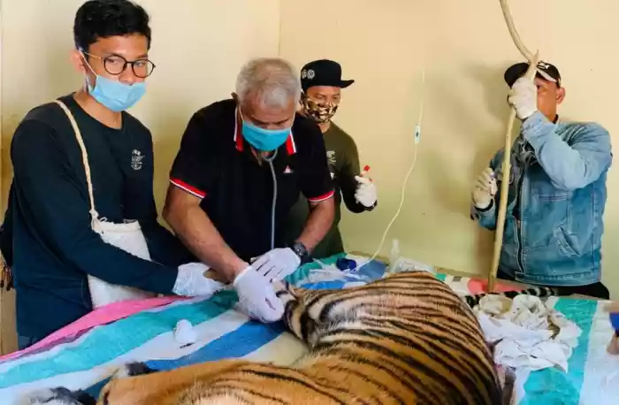 BBKSDA Sumut Tangkap Harimau Sumatera di Desa Tapus Sipagimbal