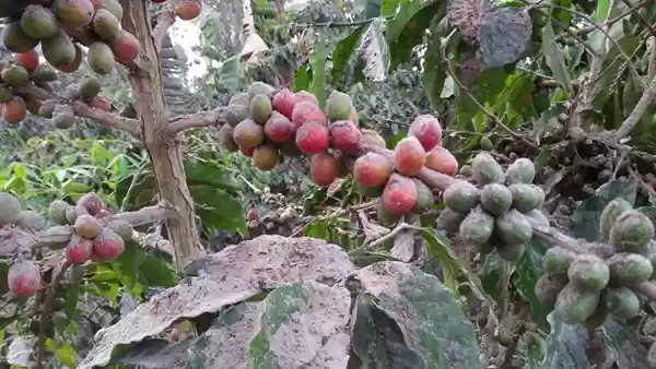  Debu Vulkanik Sinabung Selimuti 1.483 Hektar Lahan Pertanian Warga, Kerugian Capai Rp41 Miliar