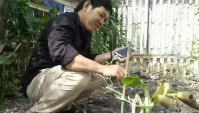 Heboh ! Pohon Pisang Setinggi 40 cm di Lamongan Sudah Berbuah