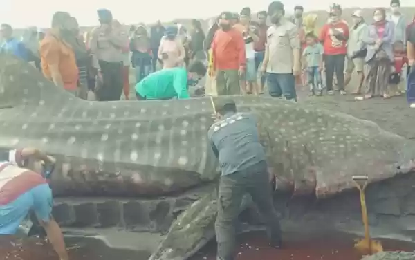 Ikan Hiu Paus Ukuran 9 Meter dan Lebar 2,2 Meter Terdampar