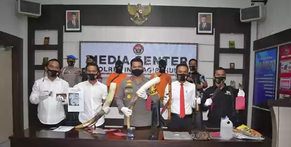 Terkuak, Pembunuh Gajah Sumatera  Ternyata "Pemain Lama"