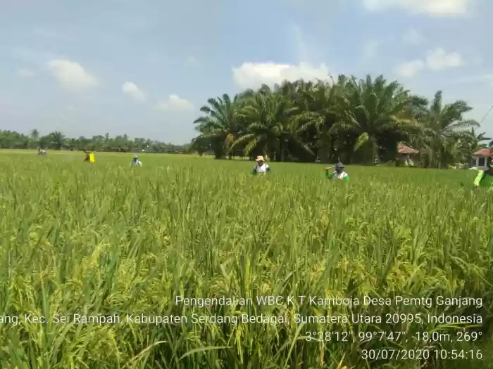 WBC Serang Padi di 5 Kecamatan di Serdang Bedagai,  1,6 Hektare Puso