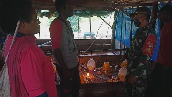 Satgas Pamtas Beri Penyuluhan Kepada Warga Tentang Berternak Ayam Potong di Papua