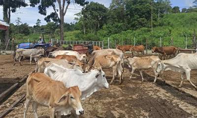 Lembu Kurus, Polda Aceh Tetapkan 9 Tersangka