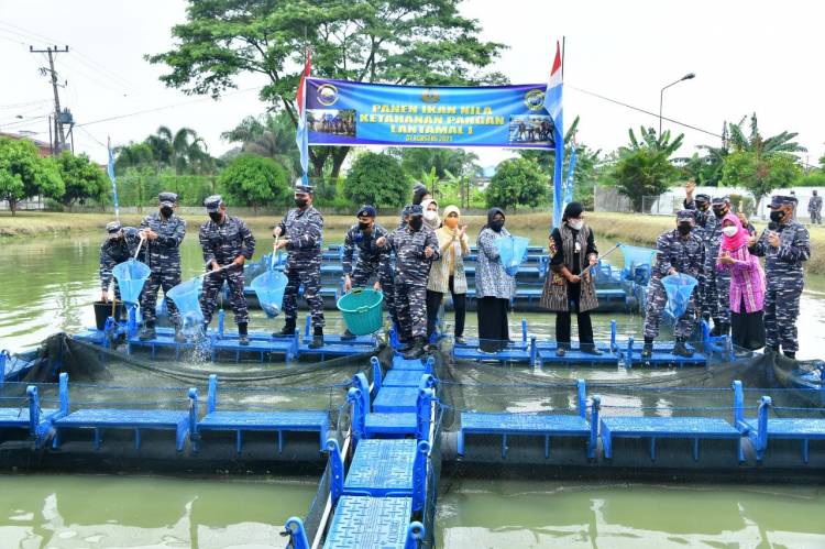 KASAL Panen Ikan Nila Dikolam Ketahanan Pangan LANTAMAL I BELAWAN