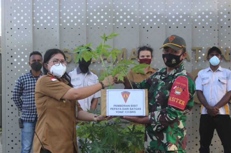 TNI Tanam 500 Pohon Pepaya di PLBN Skouw Papua