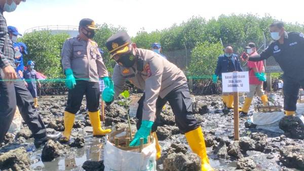 Polres Sibolga Tanam 2.076 Bibit Mangrove