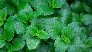 Ingin Miliki Wajah Anti Kerut, Berikut 5 Manfaat Daun Mint