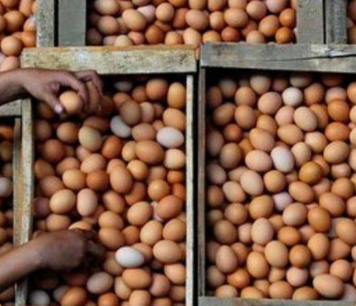 Harga Telur Meroket