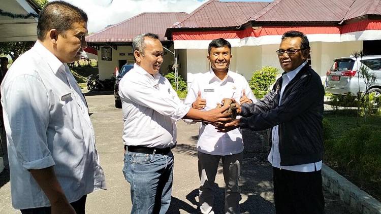 Ditemukan Disekitar Kompleks Rumah Dinas, Wakil Bupati Toba Serahkan 1 Ekor Trenggiling