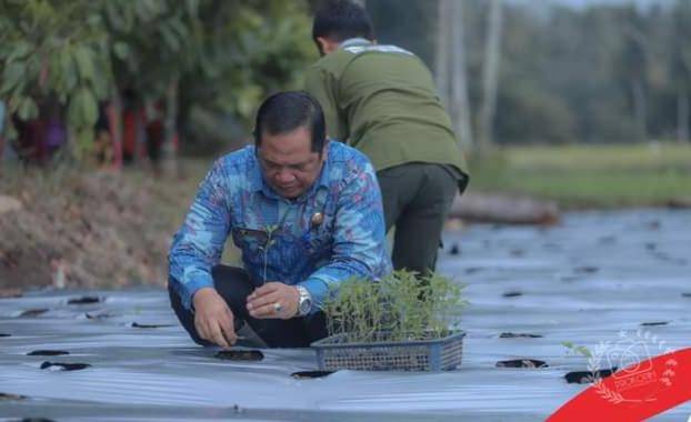 Walikota Irsan Melakukan Tanam Perdana Cabe Merah Demplot Di Desa Baruas