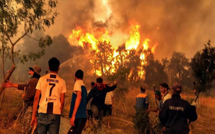 Hutan Aljazair Terkbakar, Sebanyak 26 Orang Meninggal dan 350 Dievakuasi
