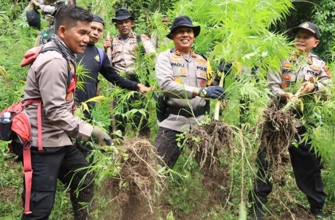 Himpitan Ekonomi, Petani Tanam Pohon Ganja Seluas Dua Hektar