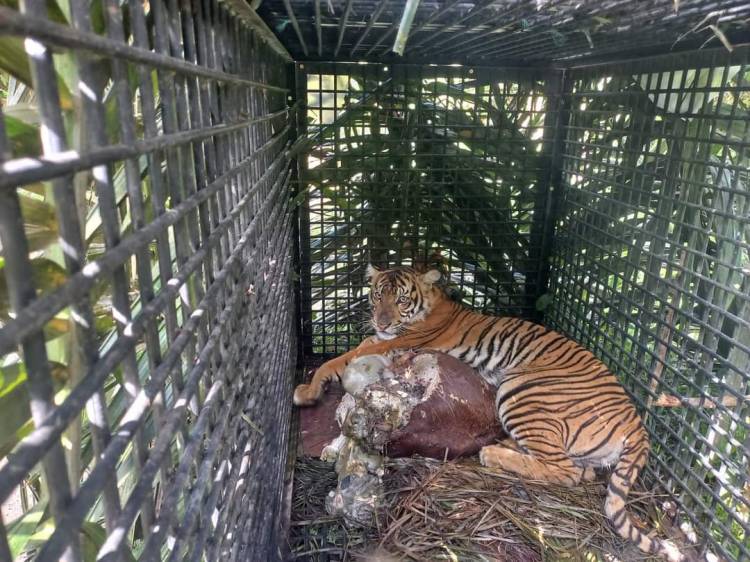 Harimau Pemangsa Ternak Warga di Langkat Akhirnya Berhasil Ditangkap&nbsp;&nbsp;