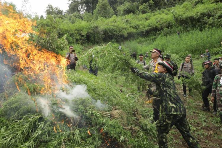 BNN RI Musnahkan Ladang Ganja Mandailing Natal
