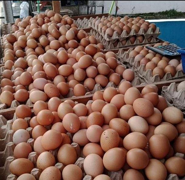 Harga Jual Telur Ayam Peternak Menggila