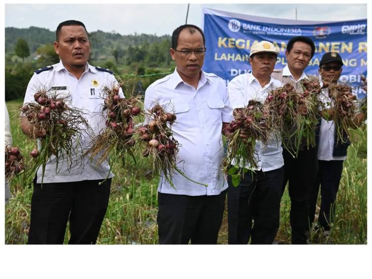 Bupati Dosmar, BI Sibolga Panen Bawang Merah di Lintongnihuta