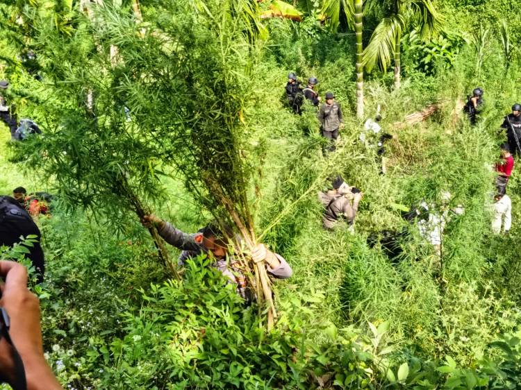 Personel Polres Lhokseumawe Bersama BNN Musnahkan 1,2 Hektar Ladang Ganja di Sawang
