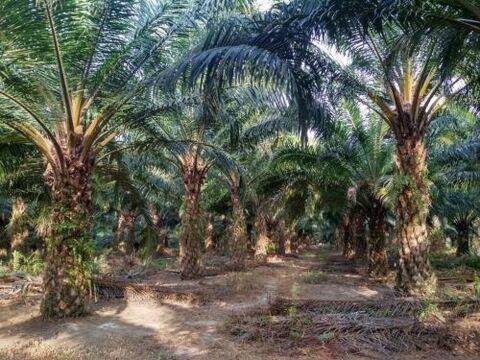 Lebih 16 M Hasil Stanvas Diduga digelapkan . Anggota DPR Angkat Bicara.