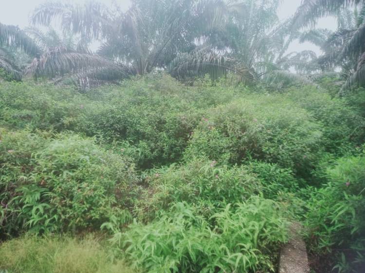 Koperasi Bintangu Batahan Lestari Meminta Pencabutan Stanvas