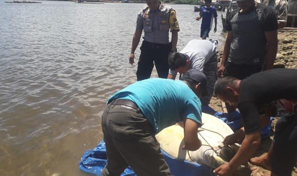 Sempat Ingin Dijual, Penyu Langka Seberat 100 Kg di Sibolga Berhasil Dilepasliarkan