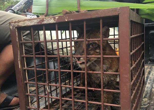 Disangka Harimau, Kucing Hutan Ini Resahkan Warga Trumon Tengah 