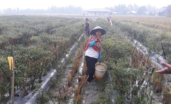 Mulai Tanam hingga Hasil Cabai Petani di Sumut Akan Diawasi