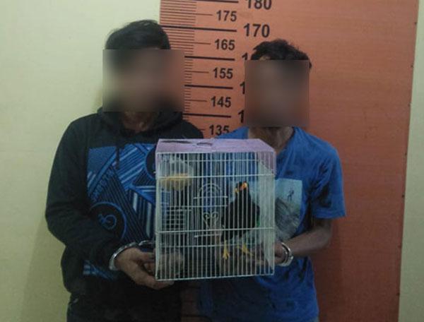 Mencuri Burung Beo, Dua Pelaku Jadi Bulan - Bulanan Massa