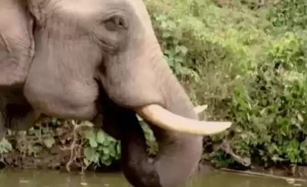 Warga Enggan Ke Kebun, Gegara Gajah Liar Sering Berkeliaran