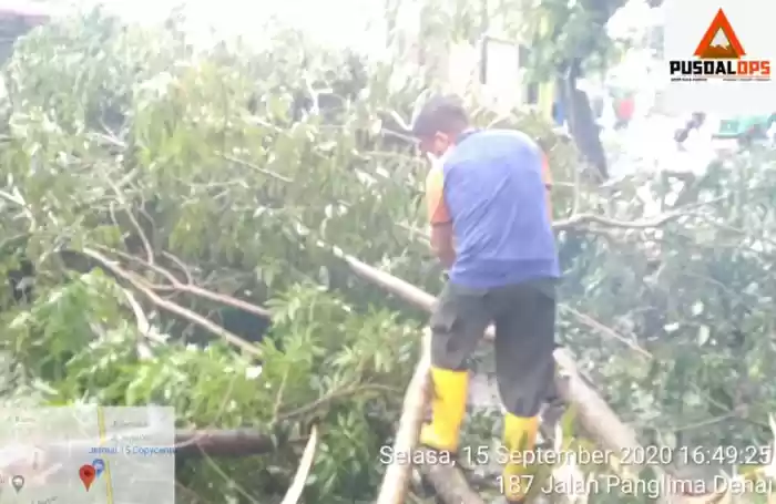 Akibat Hujan Deras ! Dua Pengguna Jalan Tertimpa Pohon Tumbang di Menteng