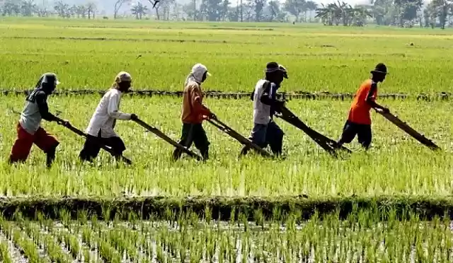 Petani di Aceh Resah ! Sering Terjadi Kelangkaan Pupuk Bersubsidi