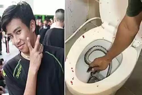 Sedang Buang Hajat, Penis Pemuda Ini digigit Ular Piton
