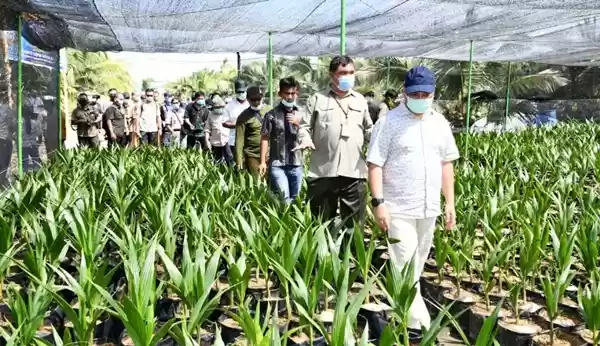 Forkopimda Provinsi Babel Kunker ke Sergai Belajar Budidaya Kelapa Genjah Pandan Wangi