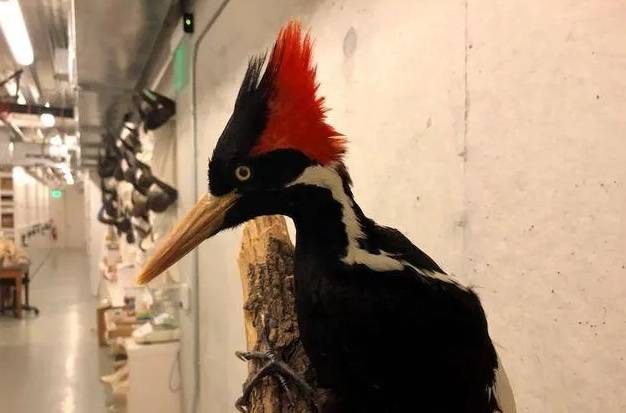 Pelatuk Paruh Gading, Hingga Puluhan Spesies Burung, Ikan, dan Hewan Lainnya Dinyatakan Punah