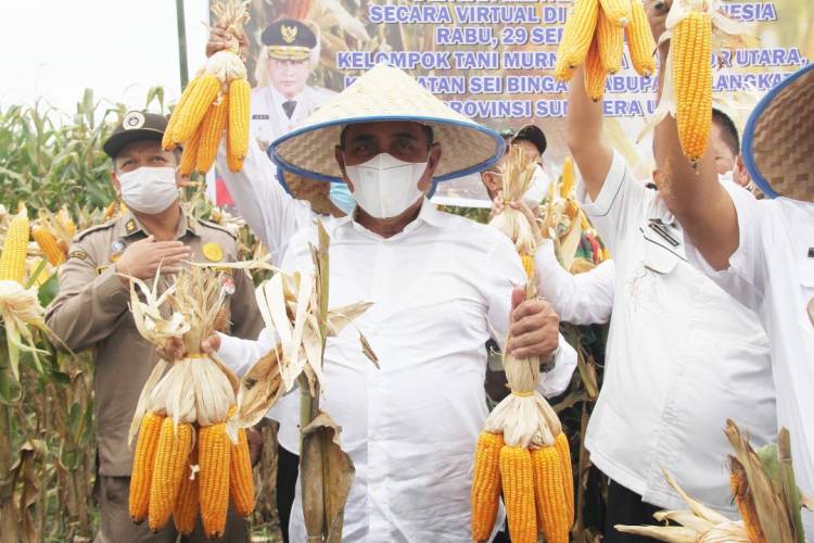 Pacu Produksi Jagung Sumut, ini Harapan Edy Rahmayadi