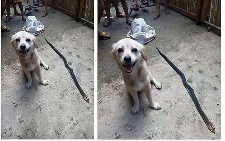 Larangan Konsumsi Daging Anjing Jadi Buah Bibir