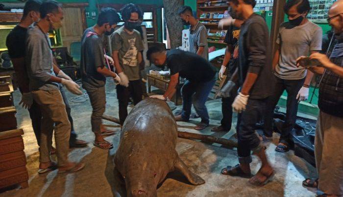Viral! Ikan Duyung Ditemukan Terdampar di Bibir Pantai