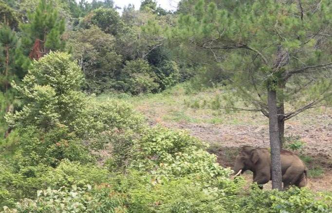 Gajah Liar Mengamuk Obrak Abrik Kebun Warga Satu Hektar