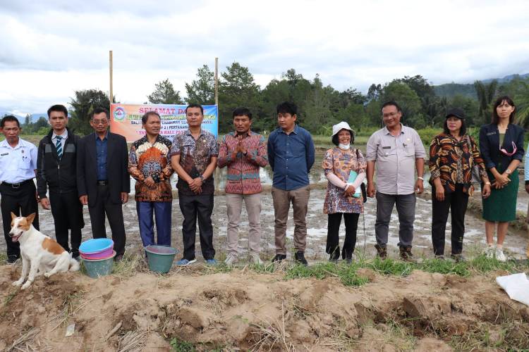 Wakil Bupati Toba Menabur Benih Padi Unggul di Desa Simanobak