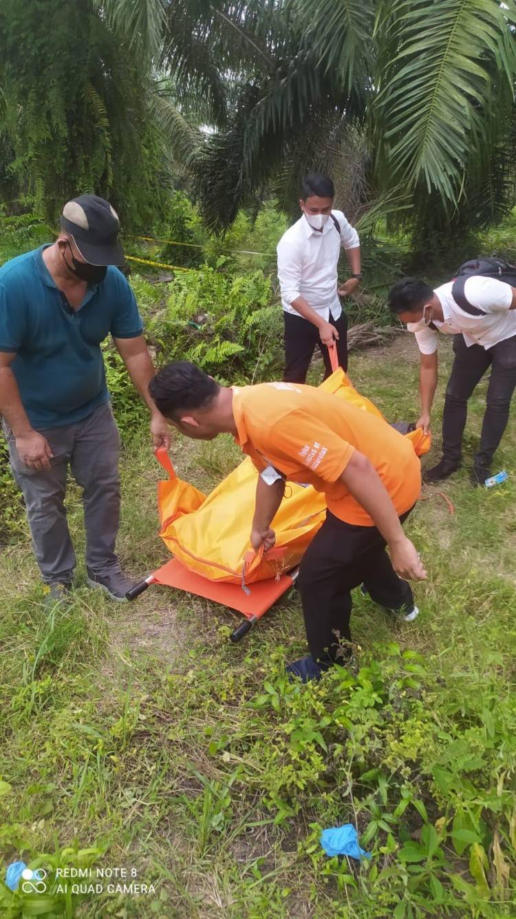 Mayat Perempuan Membusuk Di Areal Perkebunan Sawit PTPN II