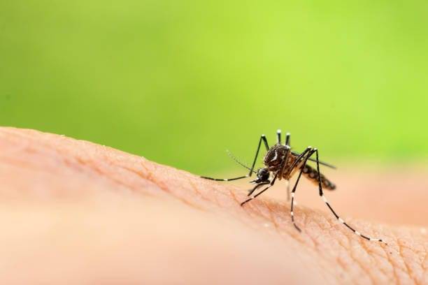 Dalam 3 Tahun Terakhir, Kasus Malaria di Medan Alami Kenaikan