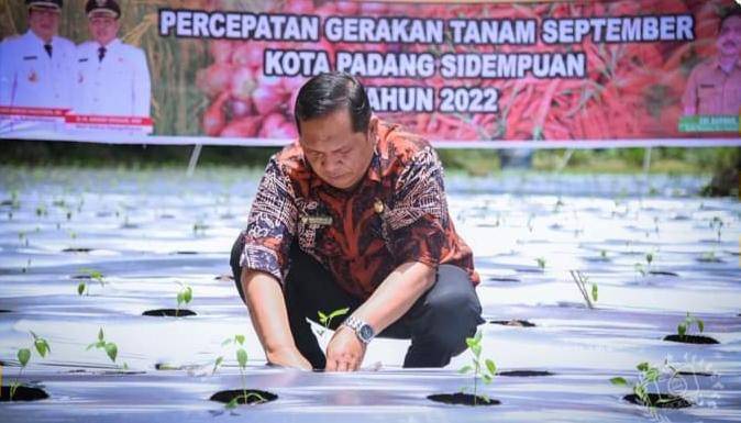Walikota Dan Wakil Walikota Padang Sidempuan Ikut Tanam Cabai Merah Di Desa Bargot Topong
