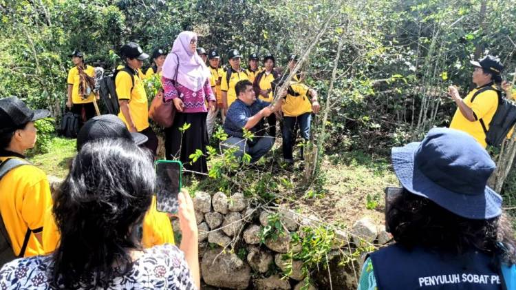Disketapang Pertanian Samosir Sosialisasi Peremajaan Kopi Dukung Desa Wisata